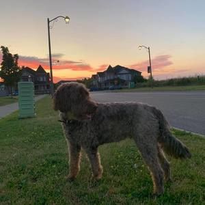 Meet your Posher, Sophie